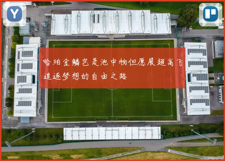 哈珀金鳞岂是池中物但愿展翅高飞追逐梦想的自由之路